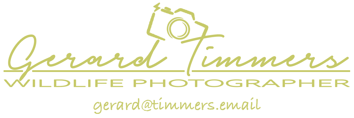 Gerard Timmers – Wildlife Photographer