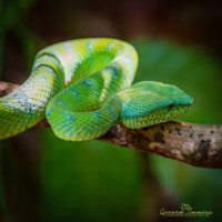 Bornean Keeled Green Pit Viper