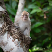 Long-tailed Macaque