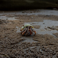 Purple Hermit Crab