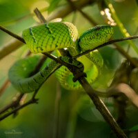 Bornean Keeled Green Pit Viper