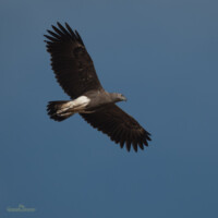 Grey-headed Fish Eagle