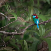 Blue-throated Bee-eater
