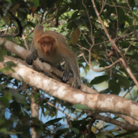 Male Proboscis Monkey
