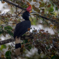 Writhed Hornbill
