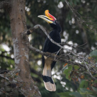Writhed Hornbill