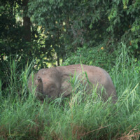 Borneo Pygmy Elephant