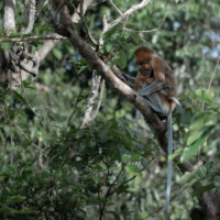 Female Proboscis Monkey with infant