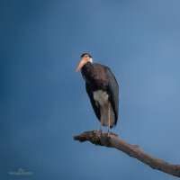 Storm's Stork (endangered species)