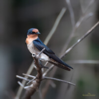 Pacific Swallow