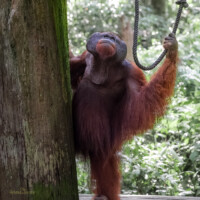 Bornean Orangutan