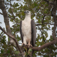 White-bellied Sea Eagle
