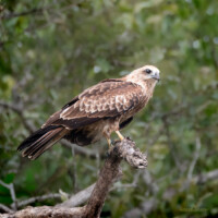 Brahminy Kite